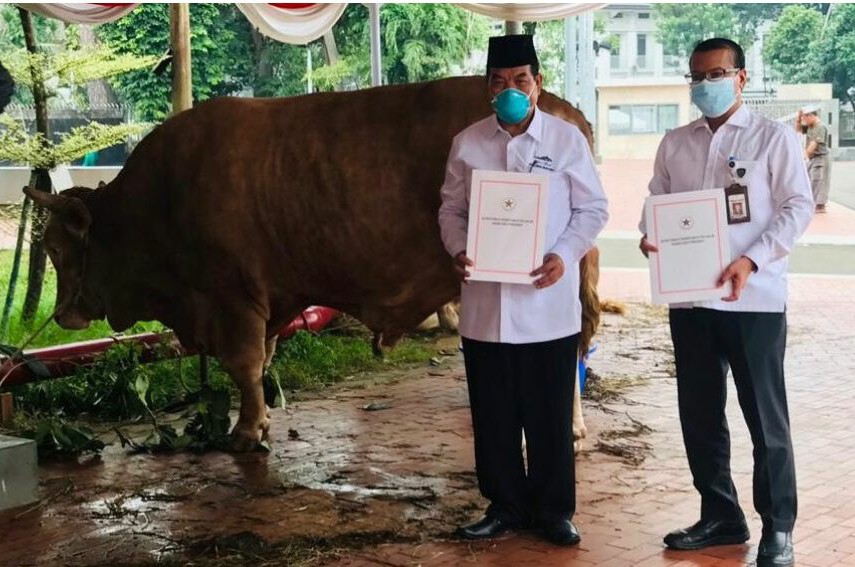 Presiden Joko Widodo Berikan Sapi Kurban ke Tiap Provinsi Pada Iduladha 1444 H