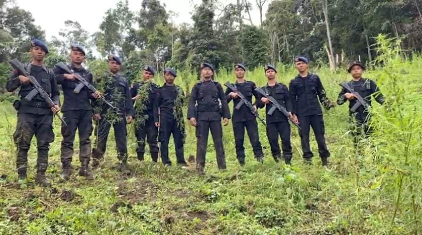 Dari Perburuan Ladang Narkoba, Polda Sumut Musnahkan 110 Ton Ganja