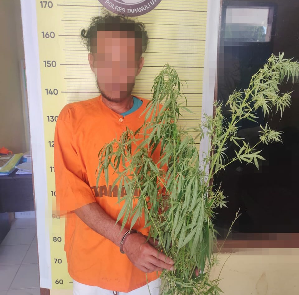 Tanam Ganja di Ladang, Pemilik Diringkus Polres Taput 
