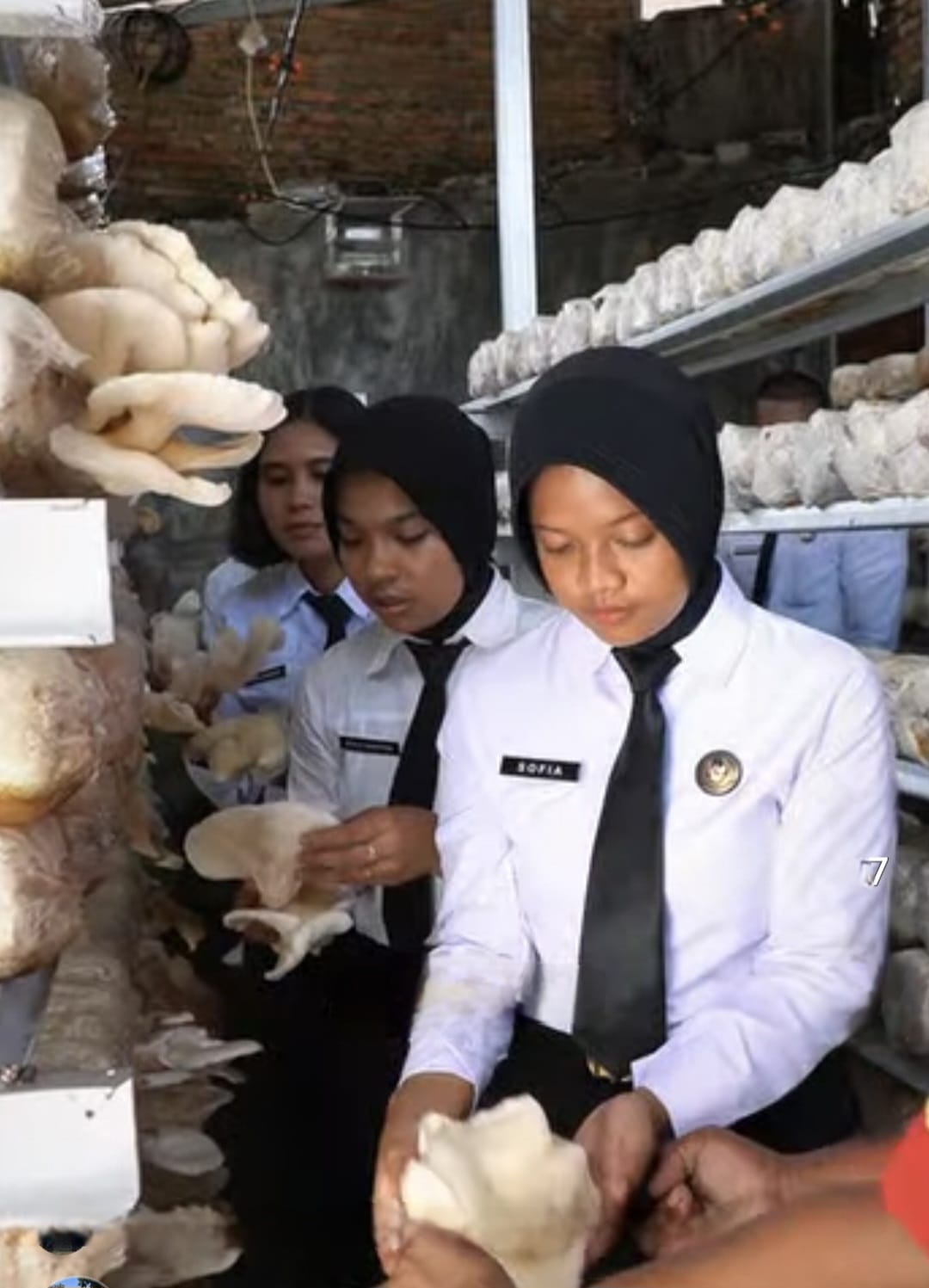Panen Jamur Tiram Hasil Budidaya Warga Binaan Rutan I Medan