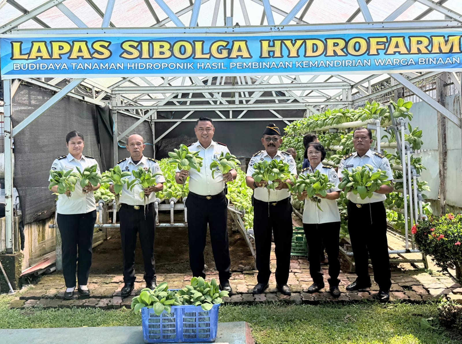 Lapas Sibolga Panen 65 Kg Pakcoy, Wujudkan Pembinaan Kemandirian Berbasis Ketahanan Pangan